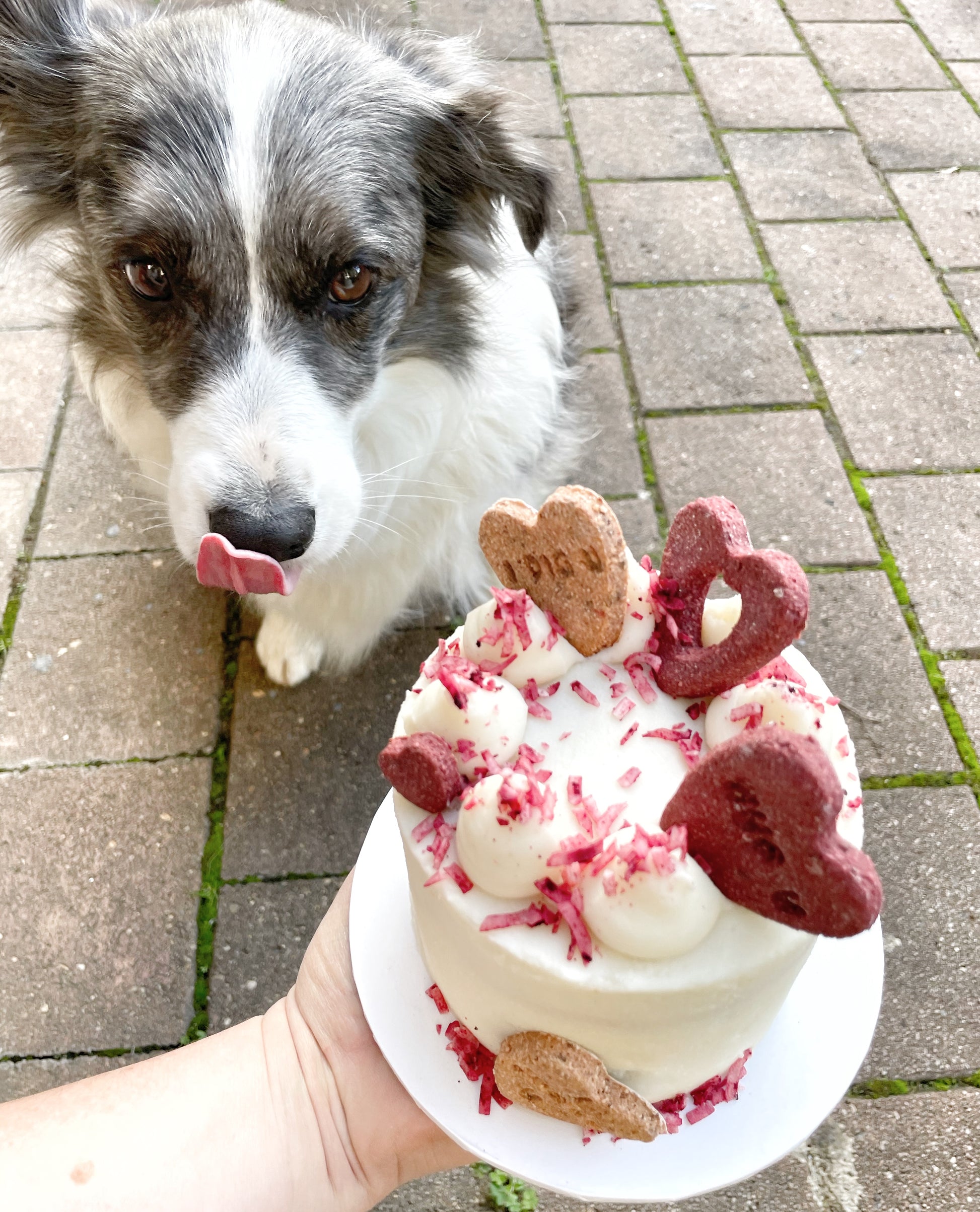 Bella with her dog-friendly cake kit