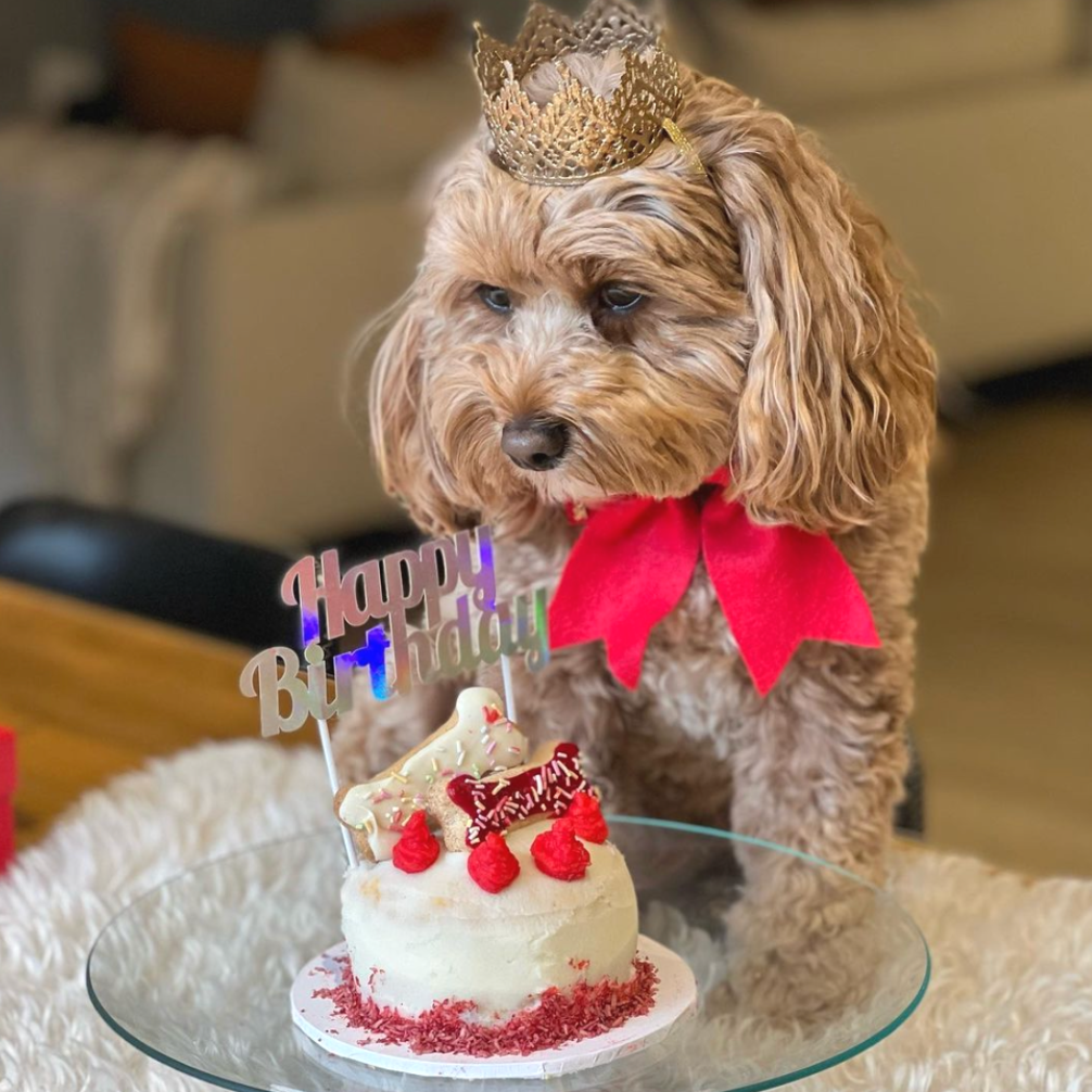 DIY_Dog_Cake_Kit_Bake_And_Decorate_At_Home