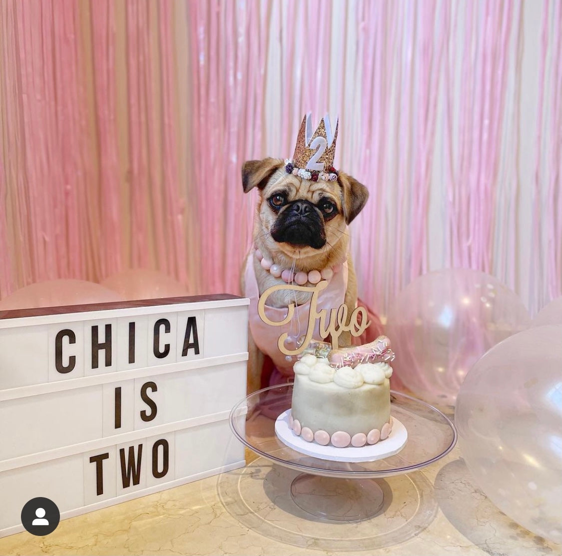 Pug dog cake | Pug birthday cake, Pug dog cake, Pug cake